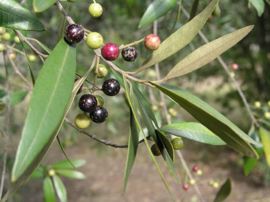 The African Olive environmental weed is a target of property inspections by MidCoast Council across the region.