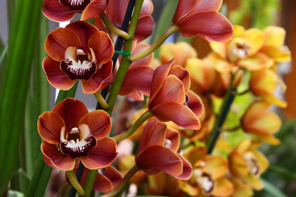Between 150 and 200 orchids are expected to be entered in this year's Manning River Orchid Society Spring Orchid Show.
