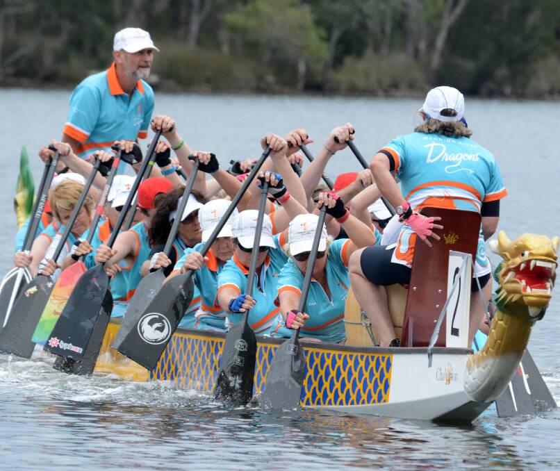The Manning Dragons training for this weekend's North Coast series regatta to be held on the Manning River.