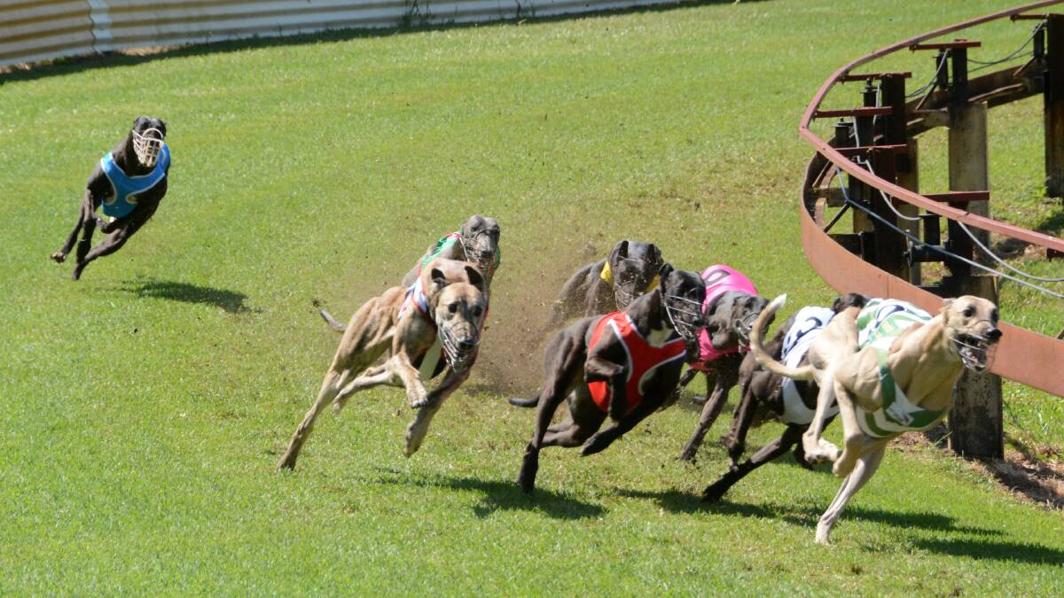 Racing at Taree's Kanangra Drive greyhound complex.