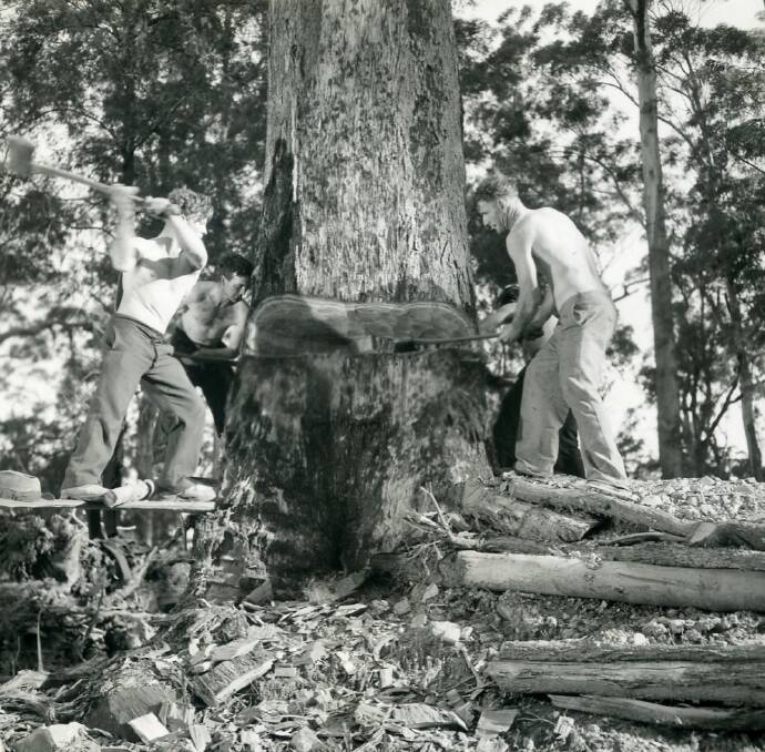 Felling a blackbutt tree 1948.