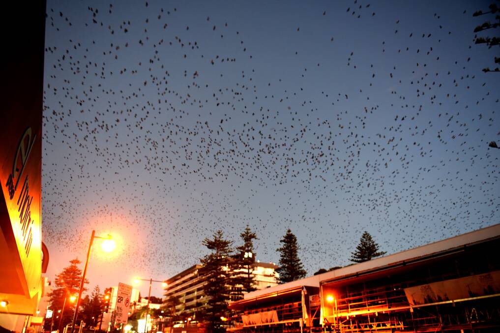Night scene: A typical sunset scene above the streets of Port Macquarie, particularly around Clarence Street, with tens of thousands of flying foxes taking flight.