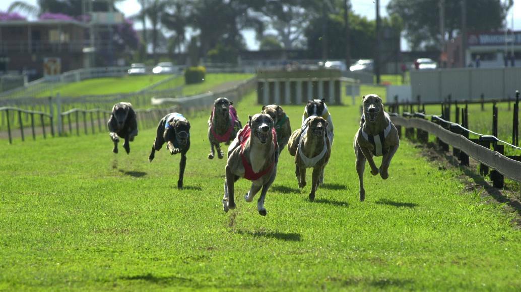 The race begins: The greyhound industry has commenced Supreme Court action against the report that led to the state government ban on racing.