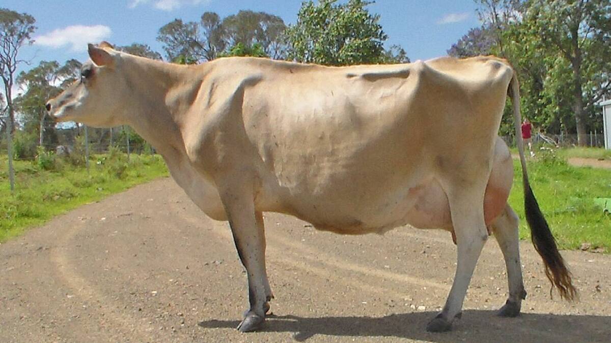 Shirlinn Ilb Zara 3 entered by Susan Morrison from Wingham named Supreme Champion Cow in the Jersey Australia Semex Great Northern Challenge.