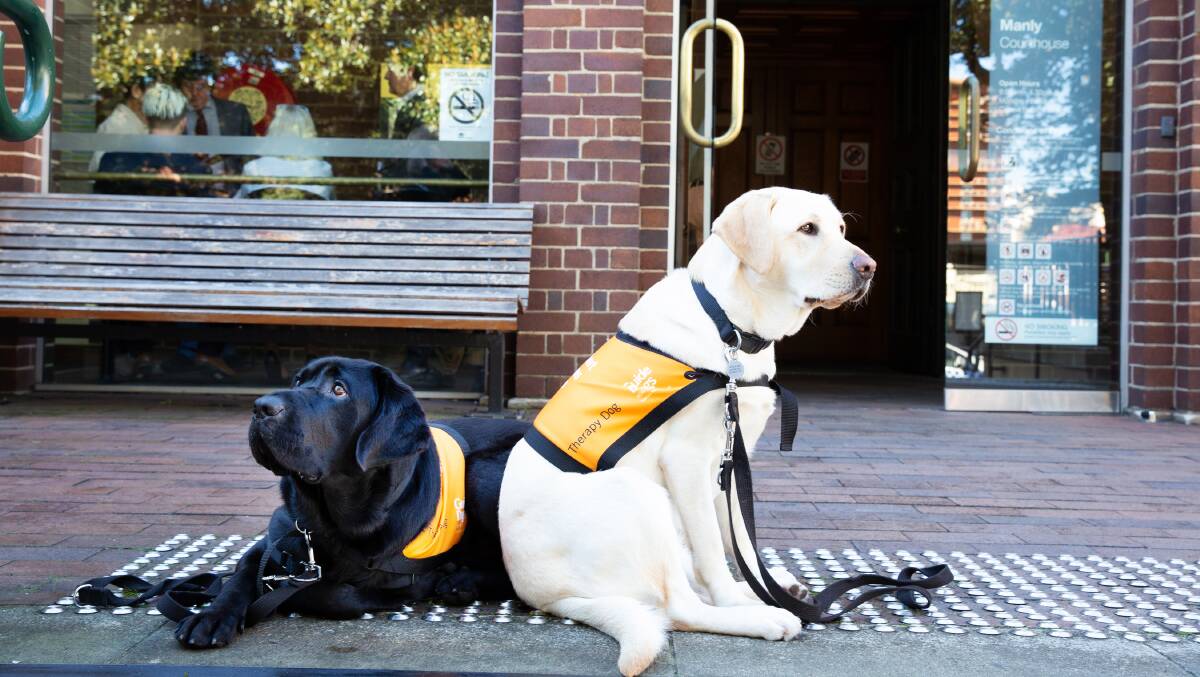 Guide Dogs NSW ACT therapy dogs sitting outside a court house.