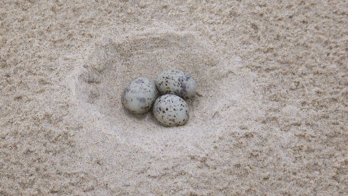 Little tern eggs. Photo NPWS