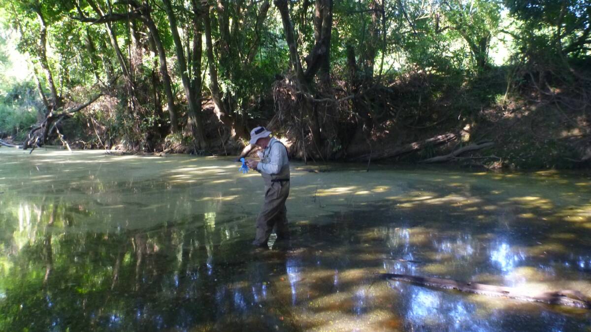 Scientist with the NSW Office of Environment and Heritage, takes samples of the algal blooms found in the Karuah catchment.