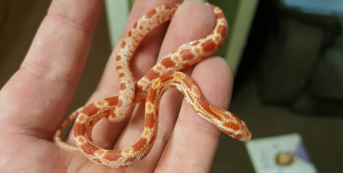 Captured: The American Corn Snake captured by Brenton Asquith of Reptile Dysfunction Pet Care. Photo: Brenton Asquith.
