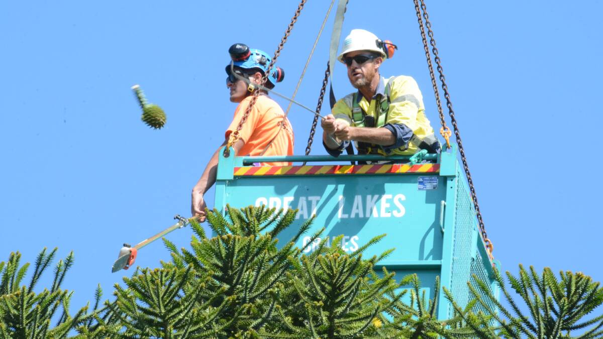 Taree Park bunya pine cones being removed before they become a danger.