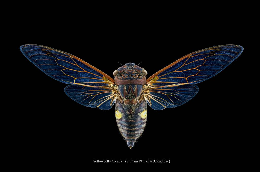 Yellowbelly Cicada Psaltoda, harrisii (Cicadidae) - by Kevin Mitchell.