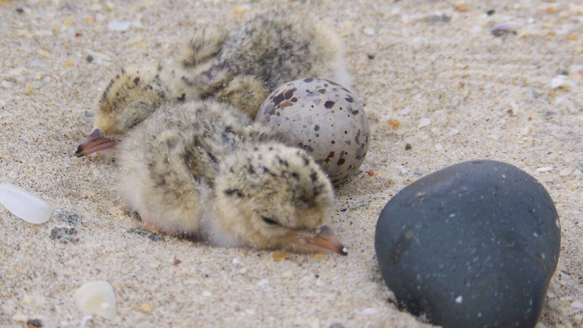 Little tern checks. Photo National Parks and Wildlife Service.