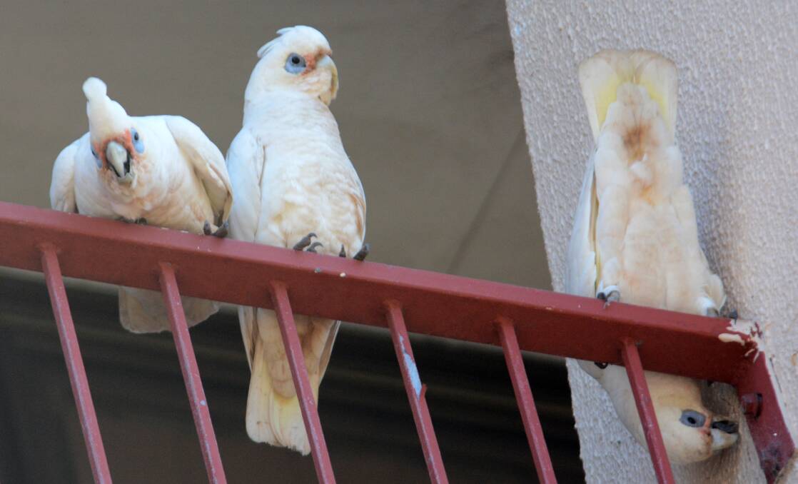 Larrikins: Corellas, who have taken up residence in Taree's CBD, amuse shoppers with their antics.