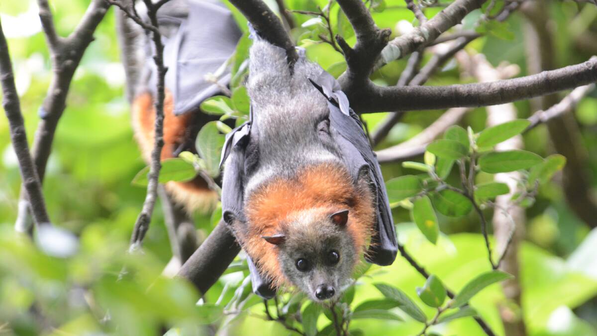Where are they hanging? While the Wingham Brush population of grey-headed flying foxes is larger than a winter camp, this year's summer camp is dramatically reduced. Photo: Scott Calvin