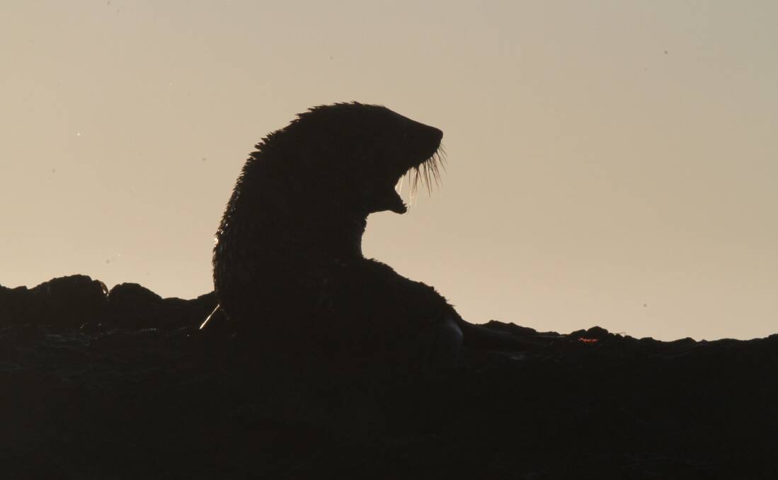 Times photographer Carl Muxlow discovered this seal during his Daybreak on the Manning photo shoot yesterday morning. His photos appear on our website.