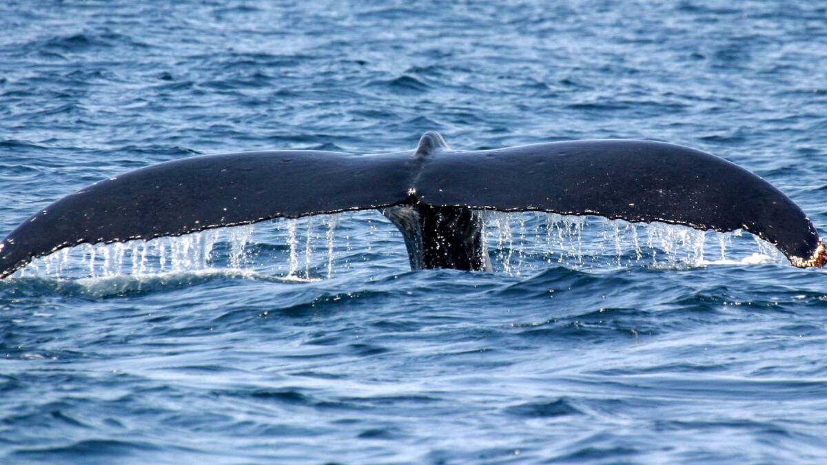 Top whale watching spots along our coast