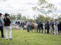 Wingham Beef Week brings together school students, commercial and hobby beef producers, young beef cattle enthusiasts and beef industry experts from all sectors of the production process, for a week of education, competition and interaction. Picture supplied