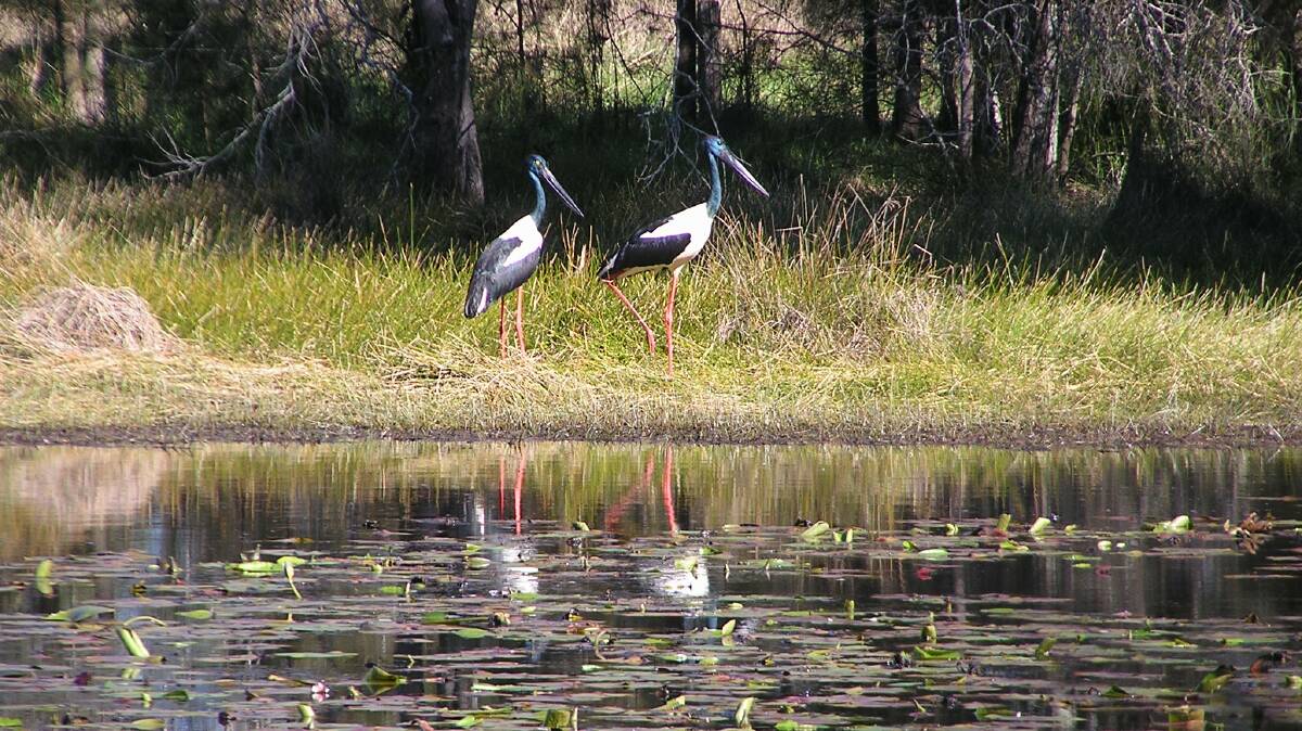 A pair of jabiru spotted at Cattai Wetlands.