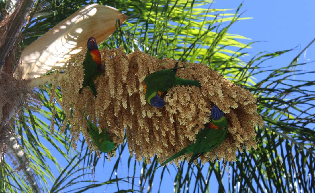 Michelle St James took this photograph of lorikeets feasting in Tuncurry  earlier this year.