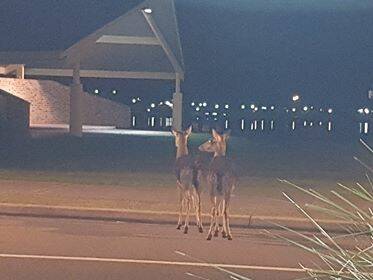 These deer were spotted in the early hours of the morning in Manning Street, Tuncurry during June.