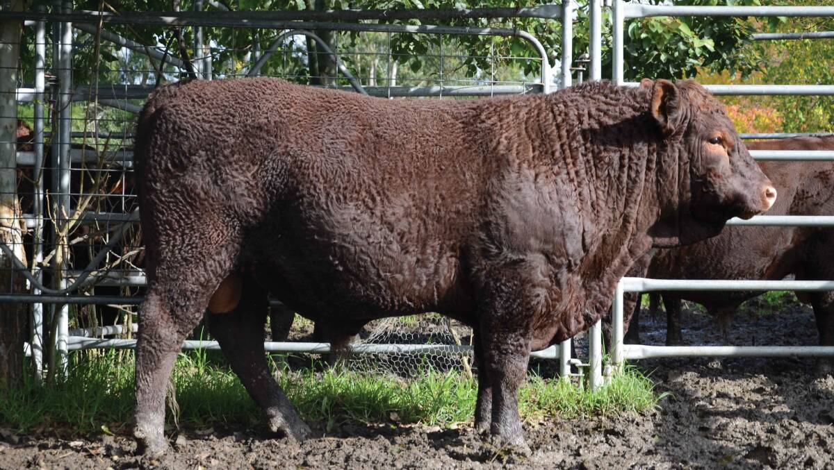 TOP LOT: Ashwood Lachlan who sold for  $9,500 at the annual Ashwood Devon sale held on-property at Buladelah.