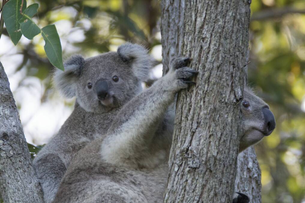 Koalas up a tree in the Mid Coast region. Photo courtesy of MidCoast Council