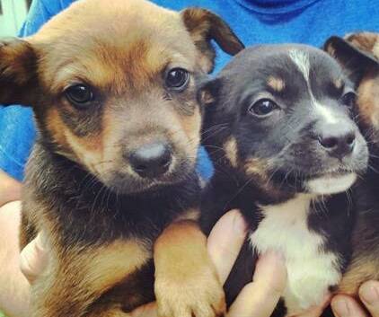 Ready for love: Manning Valley Animal Rescue have a litter of puppies ready for adoption. 