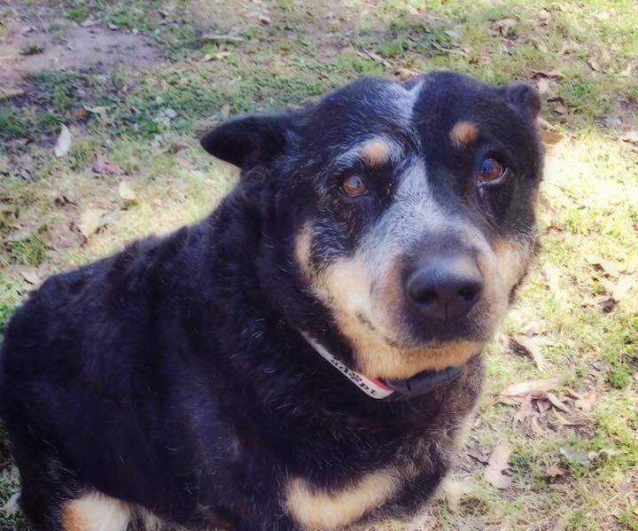 Home wanted: Introducing Saffy, who is a blue heeler, around five to six years old.  