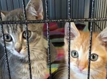 Manning Valley Animal Rescue have some lovely kittens in care waiting for forever homes.