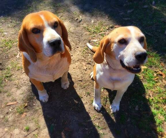 Entertaining pair: Angel and Major are beagles, who are six to seven years old.