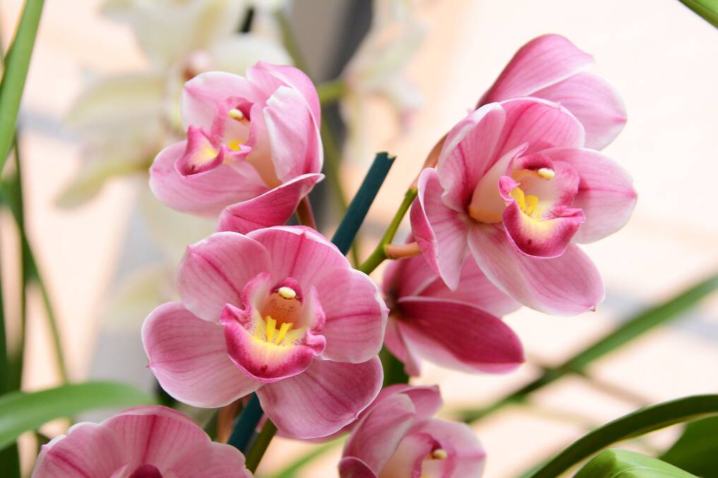 Don't miss the Annual Spring Orchid Show this Thursday and Friday. 
