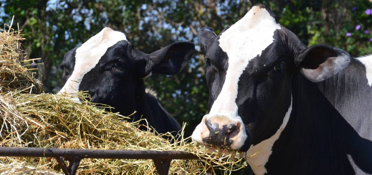 Fed up: Dairy farmers will share their frustrations at Taree's ACCC forum on milk price contracts and how recent price cuts are straining their businesses. Photo: Laura Polson. 