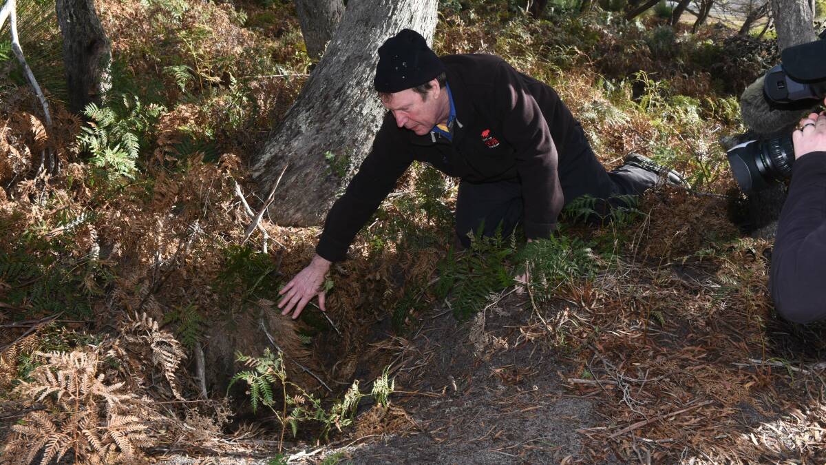 Devil populations have plummeted, here Save the Tasmanian Devil manager David Pemberton points out a devil den. 