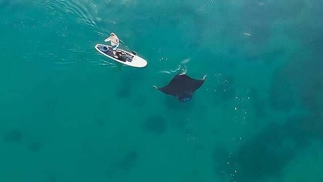 Pic by @australia: There's never a dull moment on the #NingalooReef! @craig.tenardi captured this epic shot of a manta ray cruising alongside a stand-up paddle boarder in #Exmouth on @australiascoralcoast