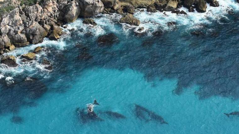  Southern Right Whales gather at the Head of Bight, where BP plans to drill exploration wells if permitted by the National Offshore Petroleum Safety and Environmental Management Authority.