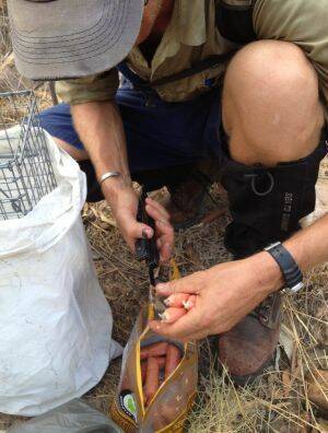 Cane-toad sausages being deployed in the Kimberley Ranges. Photo: WA Parks and Wildlife