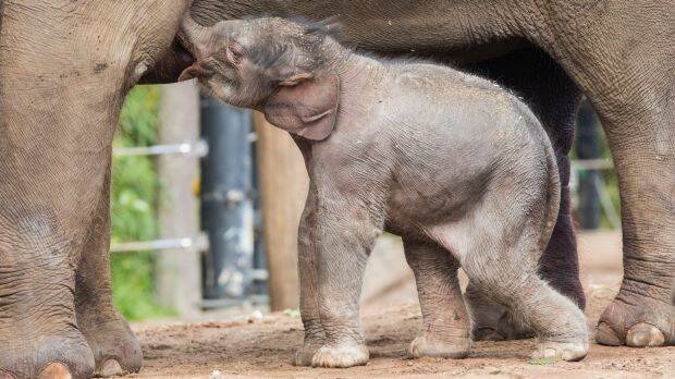 An elephant calf takes its first steps into the enclosure with its mother and the rest of the herd at Taronga Zoo. Photo: Rick Stevens/Taronga Zoo