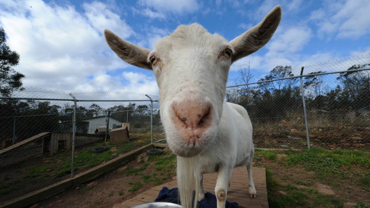 Goatmeat exports to the US have more than doubled in the past decade.