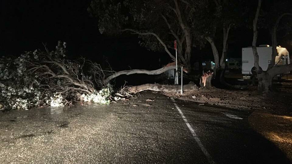 A large tree that came down at the Crescent Head Point carpark last night. Photo by Annika Susan Henderson 