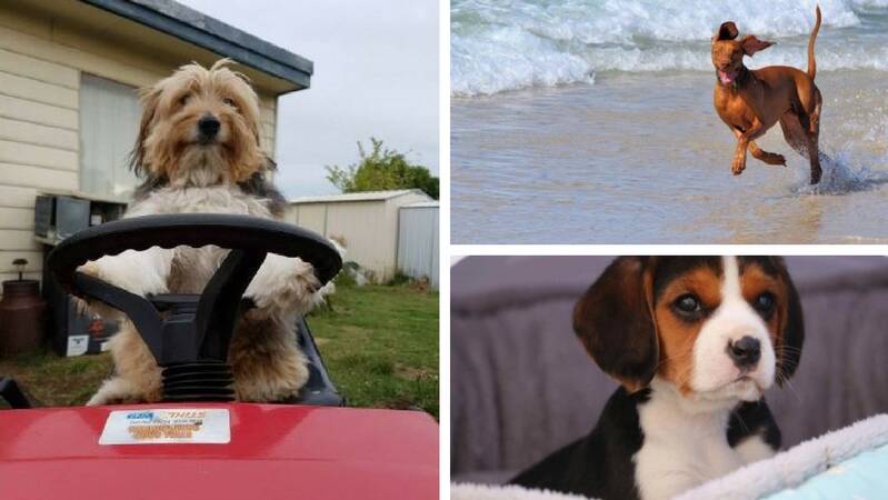 The best of National Dog Day | Photos