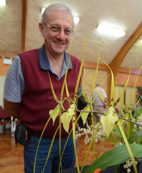 Ross Burgess with one of the entries. Hundreds of people flow annually through the Uniting Church Hall to view the Manning River Orchid Society's two-day show.