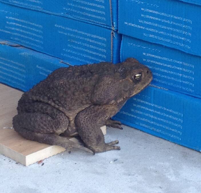 Toad warning: First generation South West Rocks cane toad or just a hitchhiker from up north? “We really don’t want breeding pairs to get together in our wetlands," said North Coast Local Land Service senior officer Max Osborne. 