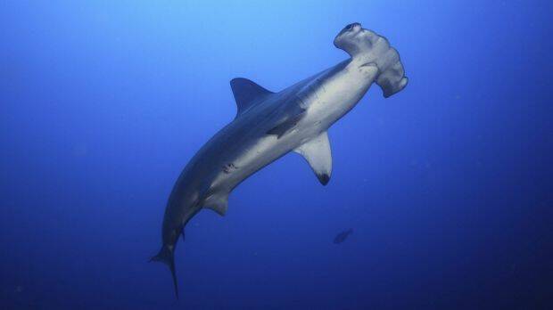 A hammerhead shark. 