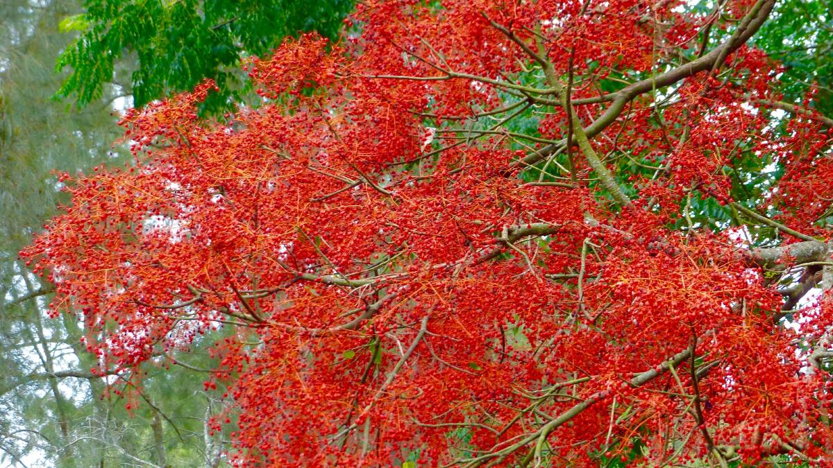 Striking: The brilliant red of the Illawarra flame tree Brachychiton Acerifolius lights up many streets and gardens across the district.