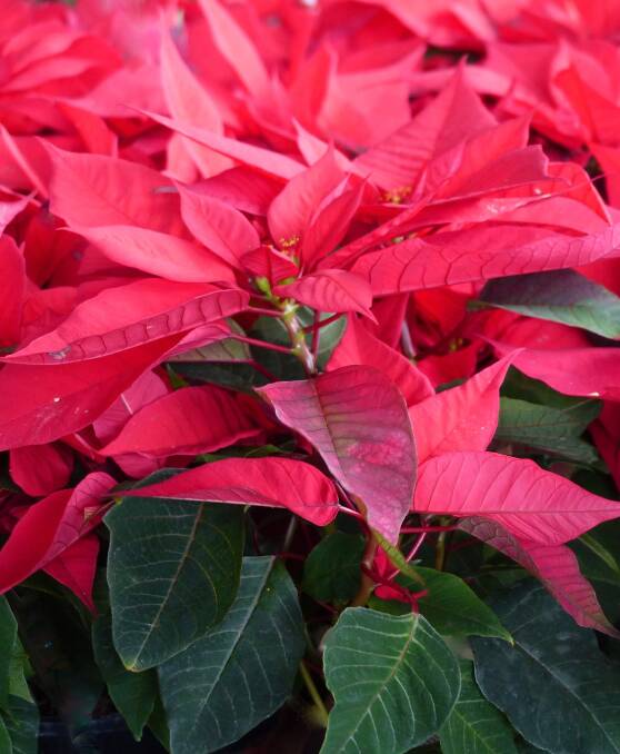 Potted favourite: Poinsettia is the symbol of Christmas around the world and a wonderful potted gift to give or receive.
