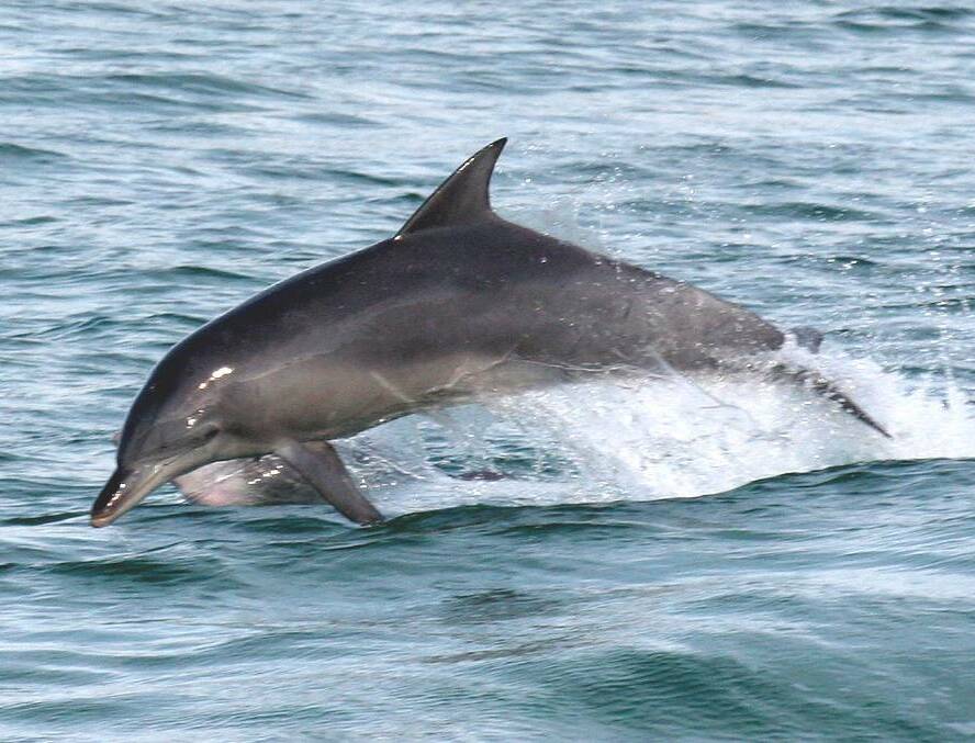  DOLPHINS: There is something enchanting about dolphins and the beautiful waters surrounding Forster. Take a dolphin cruise to view these amazing mammals.