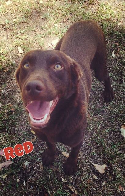 Meet Red: Kelpie Red is a gorgeous friendly dog that would suit being back on the land as a worker or pet. 