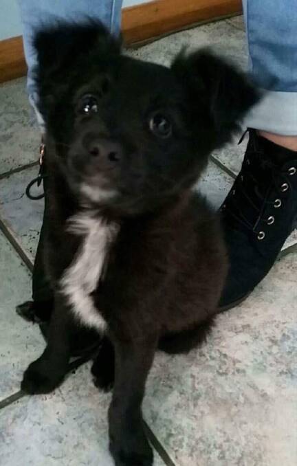 Deliciously cute: Licorice is a border collie cross puppy with a nature as sweet as her name. How can you resist that face?