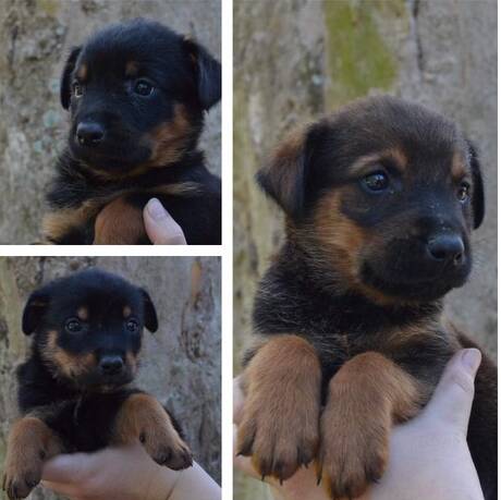 Look at those faces: They have a lot of growing to do, but in the meantime they are the cutest puppies ever, ready to adopt from Manning Valley Animal Rescue.