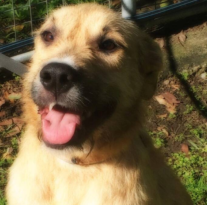A big goof: Playful and in need or reassurance life can be peaceful and happy, Contiki is a wolfhound cross and will make a loyal pet.