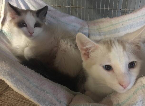 Too cute: Sadie and sully are irresistable, but if you would prefer an outside kitty, there are a number to choose from at Manning Valley Animal Rescue.
